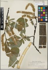 Foto von Salix glandulifera Flod. x Salix hastata L.